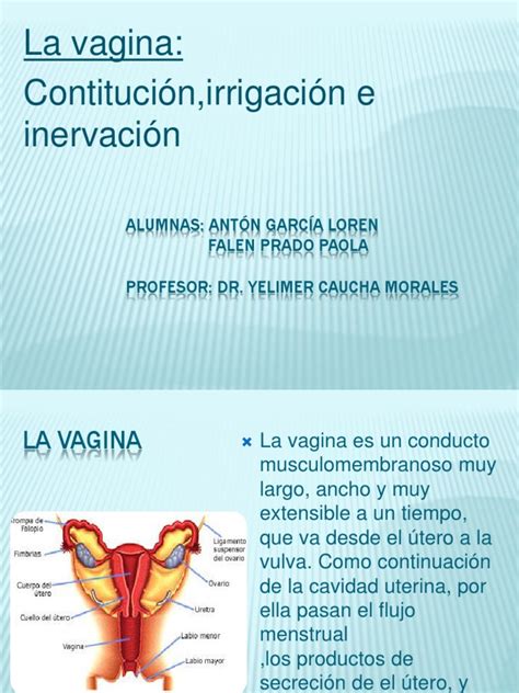 bajina|La vagina: anatomía y función de este órgano vital en la ...